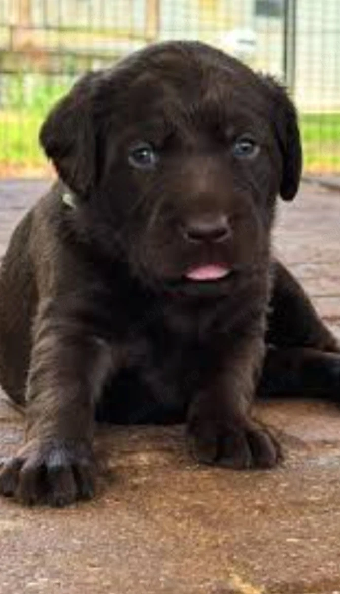 Labrador Retriever 