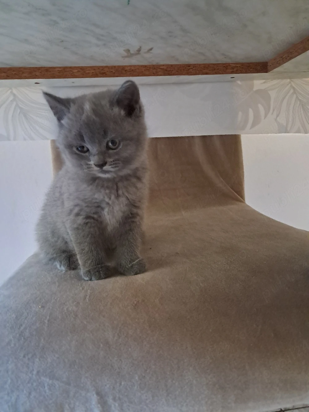 Vând fetita Brittish Shorthair 