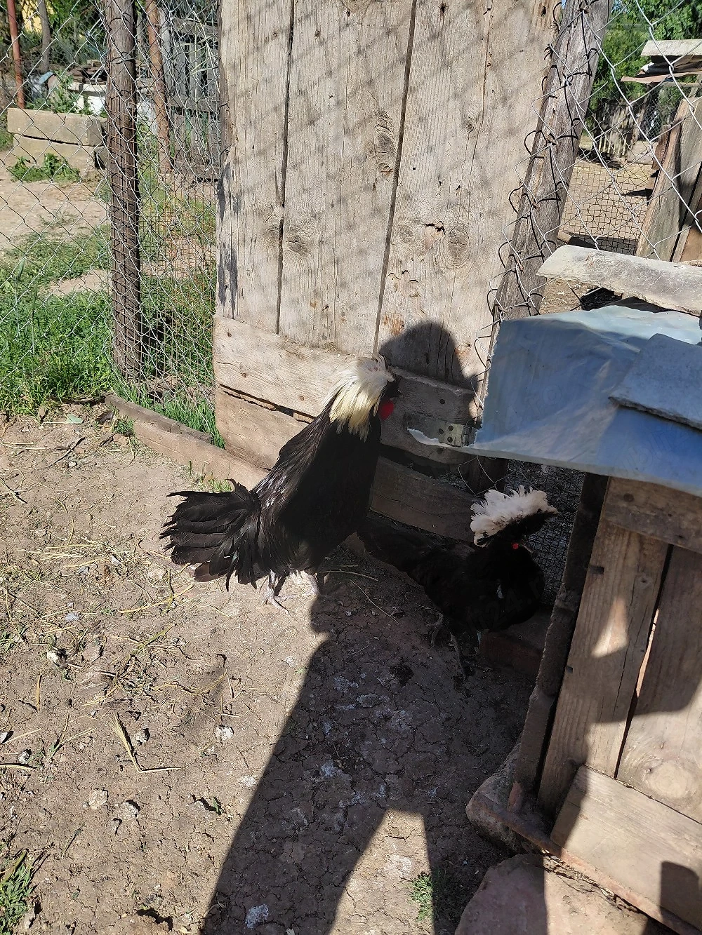Vând moțate olandeze