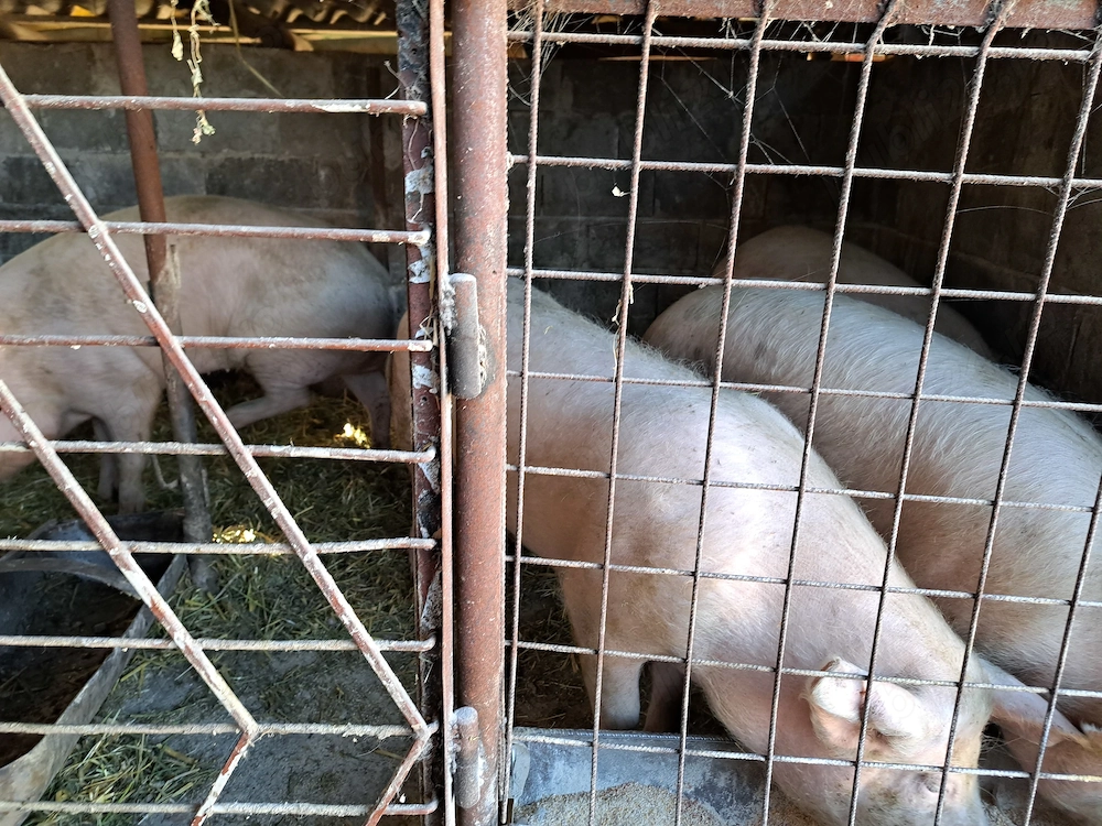 Porc de vânzare 