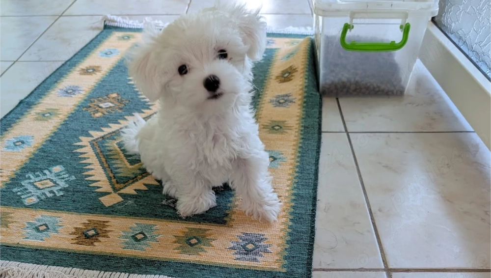  De vânzare puiuți mini tot adorabili de Bichon Maltez 