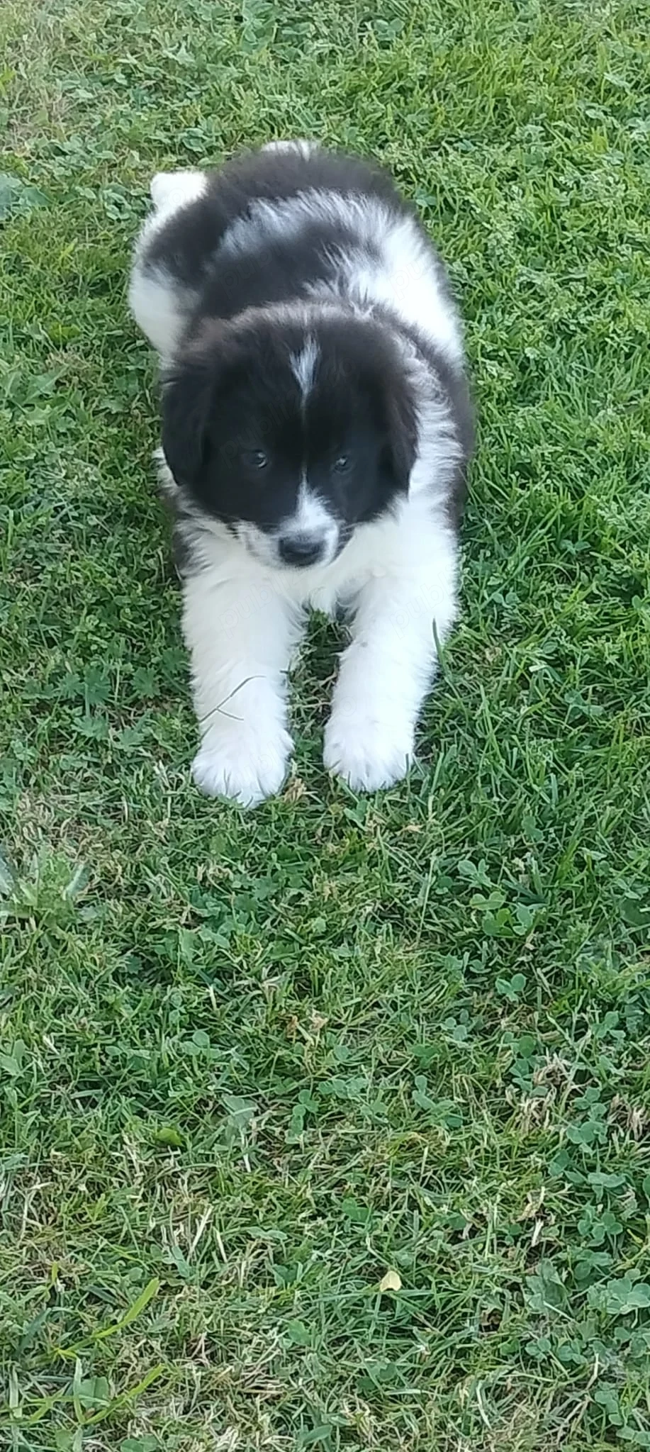 Femela Ciobanesc de Bucovina 