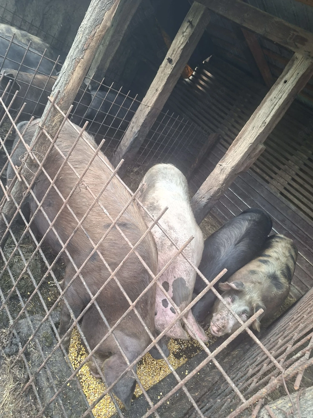Vand porci tineri si frumosi