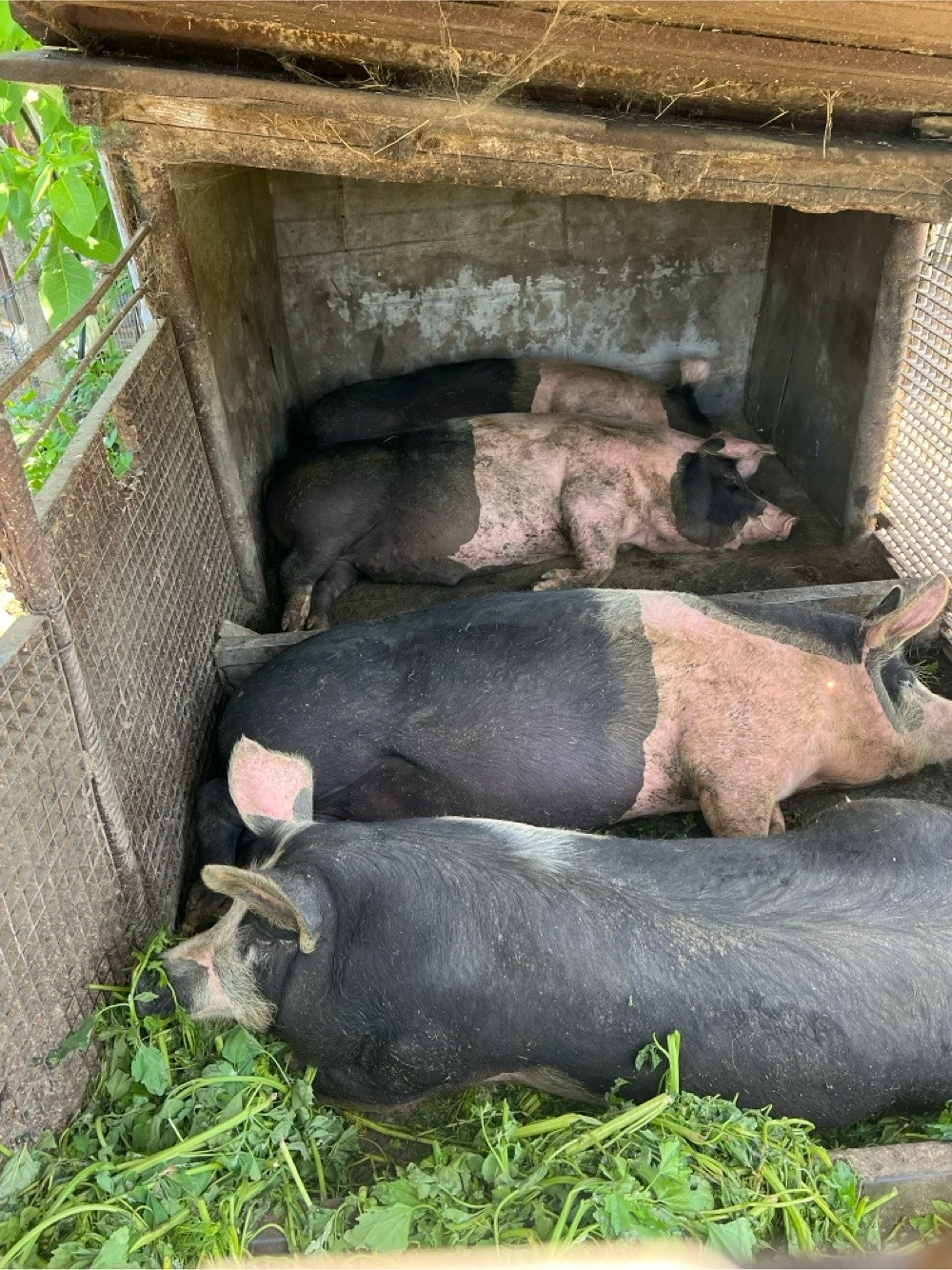 Vand porci Bazna 