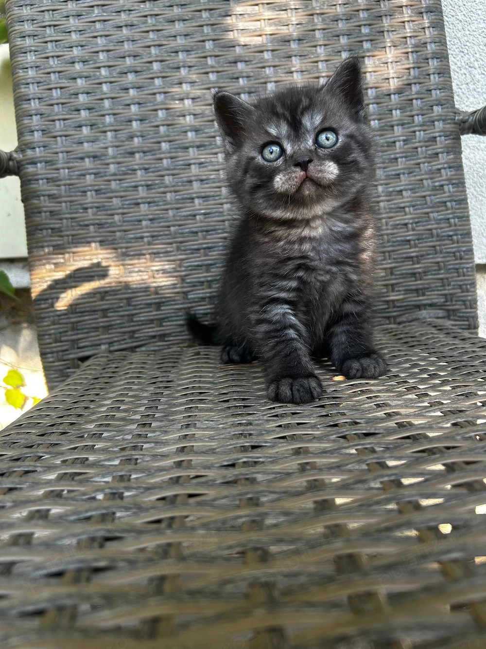 Pui british sorthair smoke black tabby superbi