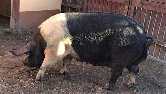 Porc Bazna