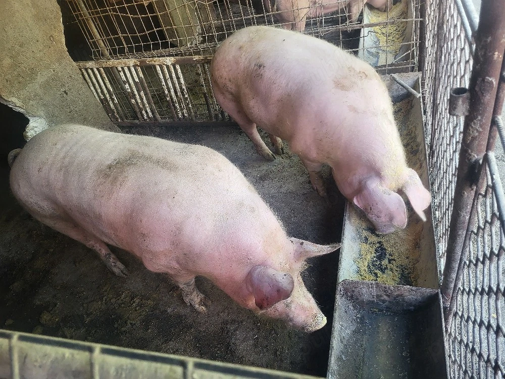 porci de vanzare