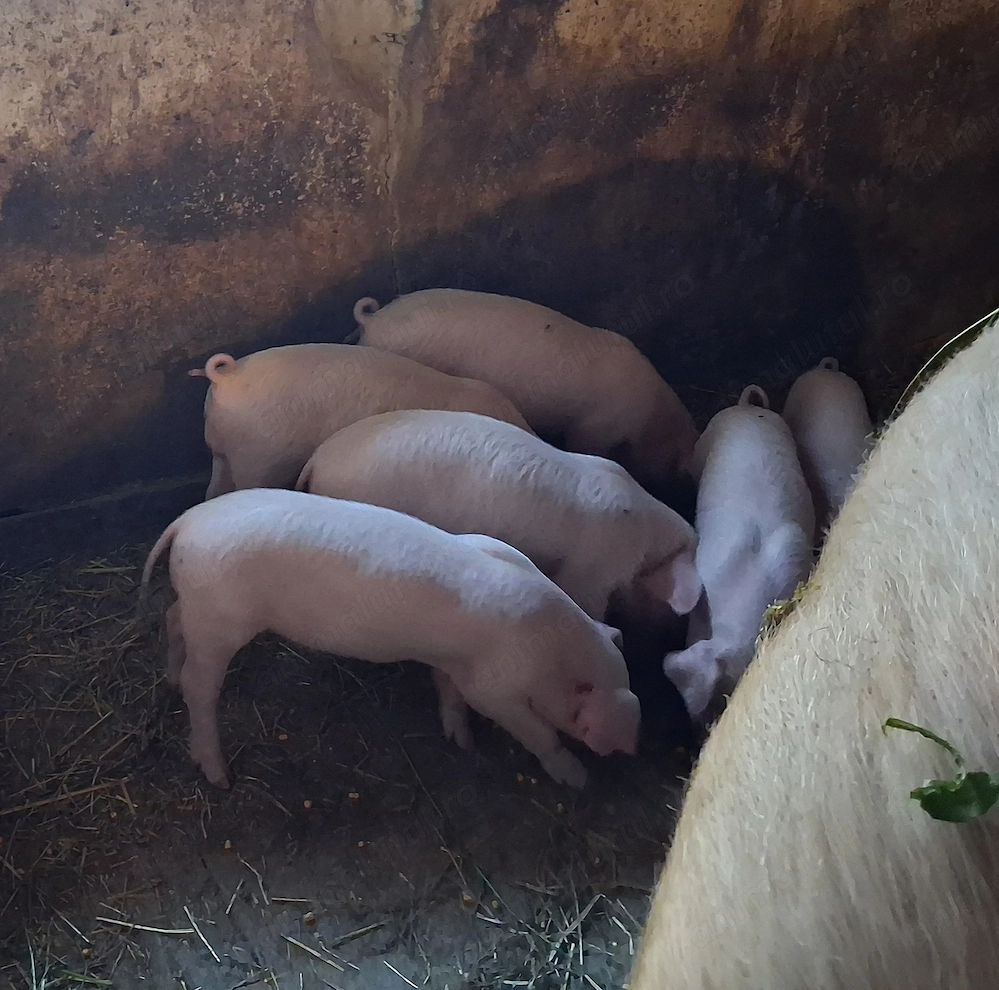 Vand purcei, au 8 saptamani!
