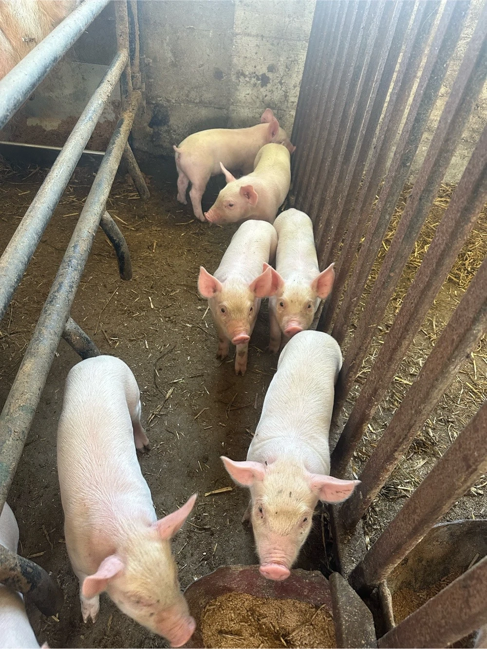 porci marele alb,pietrean,landrace,duroc
