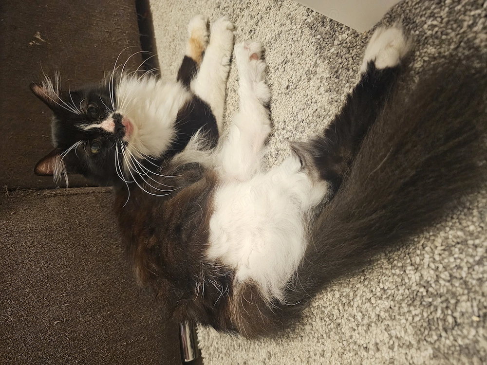 Pisica Daisy spre adoptie