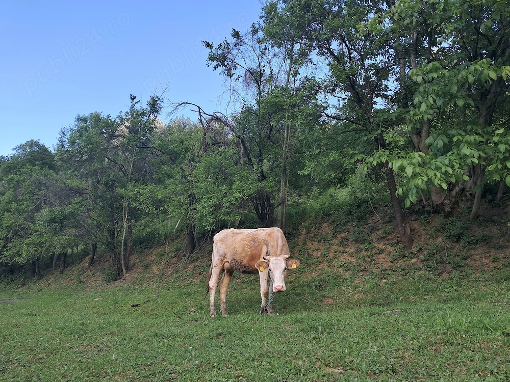 Vand vaca cu vitel de 6 săptămâni 