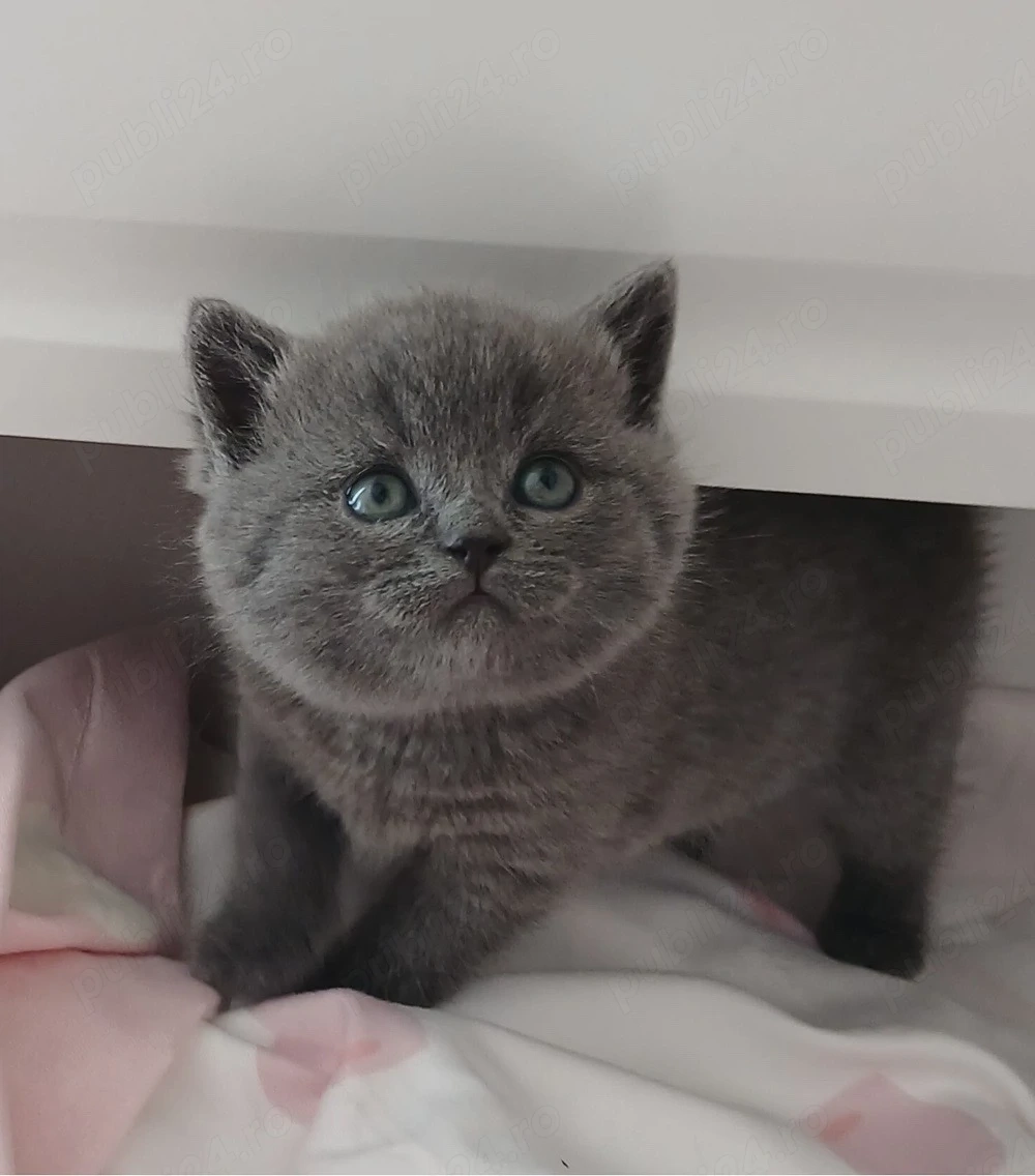 Pisici british shorthair 