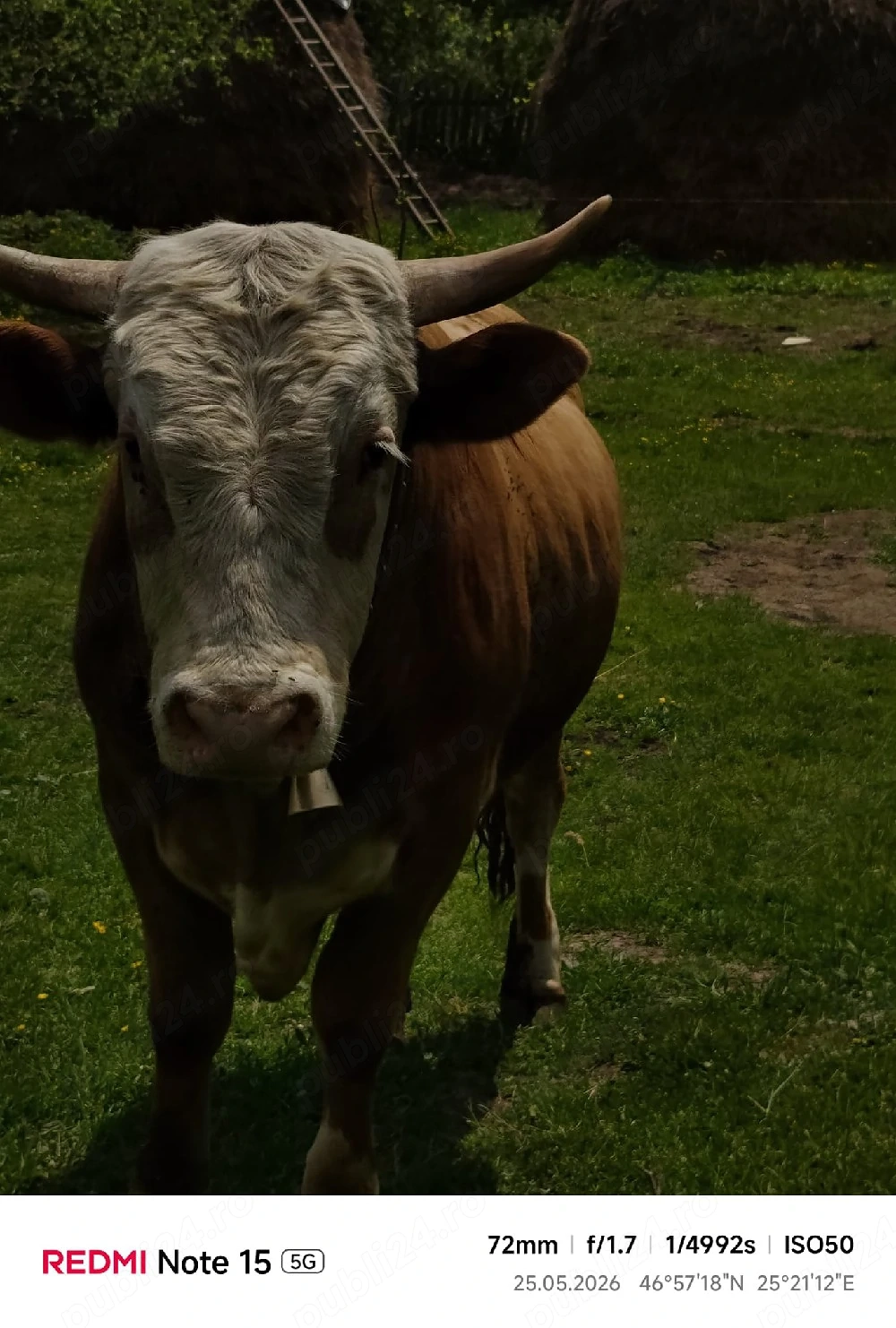 Taur foarte mare și masiv   3.300   negociabil  