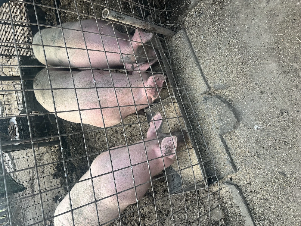Porci de vânzare 130-140 kg