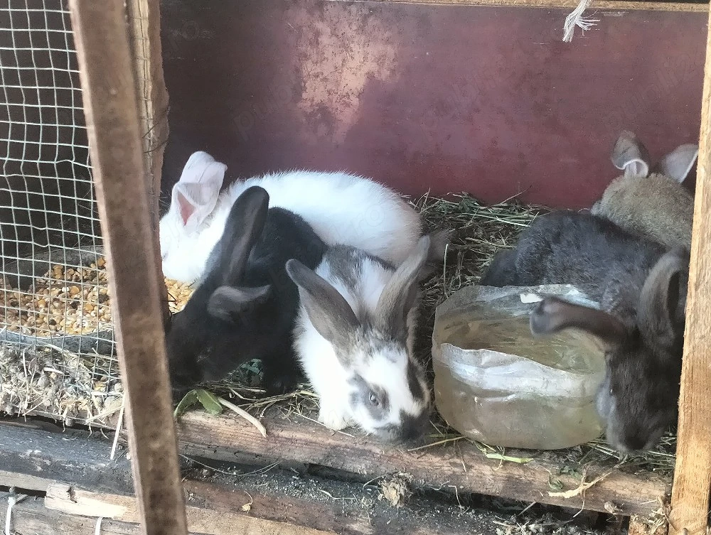 Iepurași de vânzare 