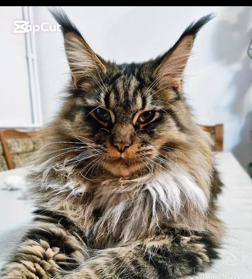 Maine Coon with pedigree 