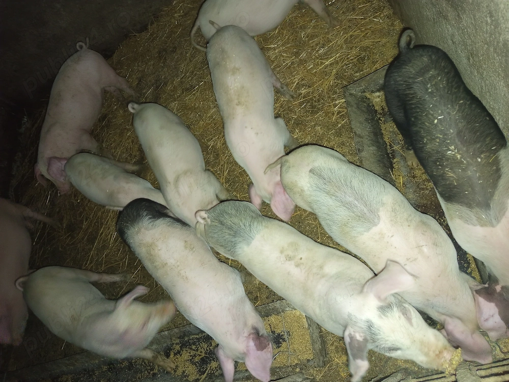 Purcei de vânzare și porci grași la Nr  