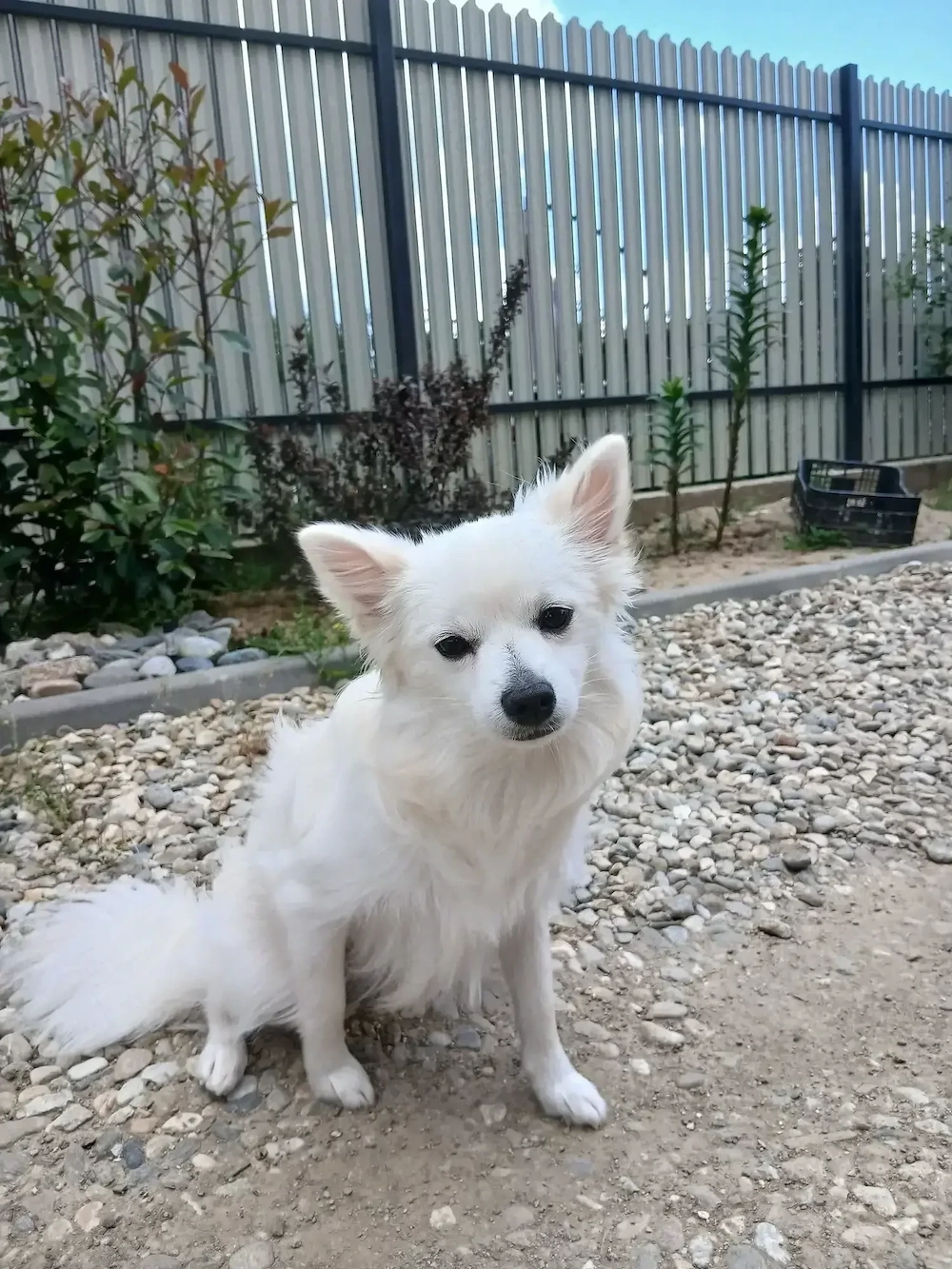 Cățelușa pomeranian spitz de talie mica 