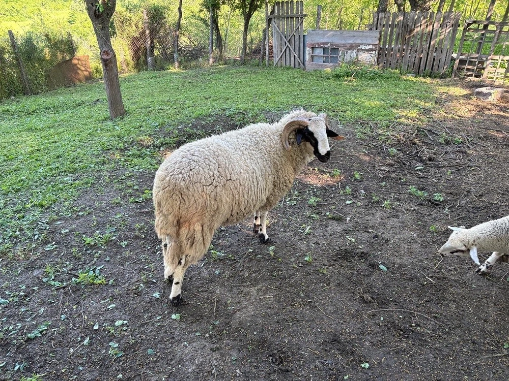 Berbec tânăr de vânzare