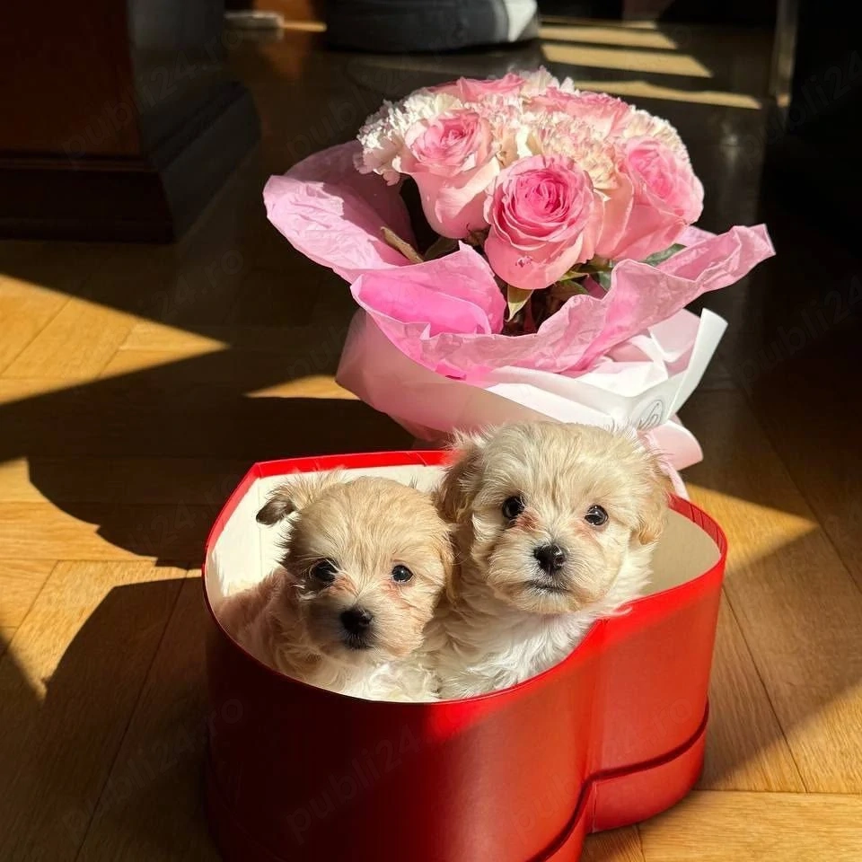 maltipoo pudel mini toy 