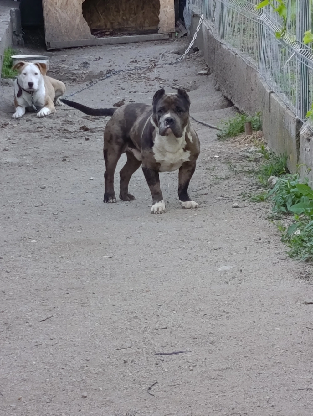 American bully merle 