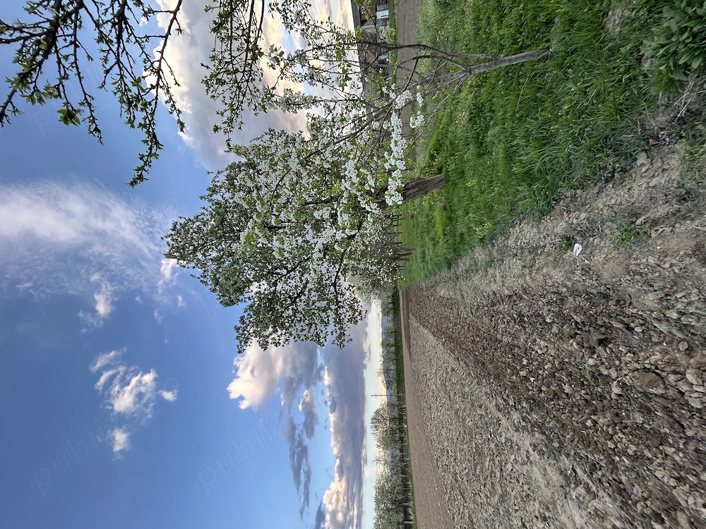 Teren intravilan 1200 mp, comuna Blandiana, județul Alba