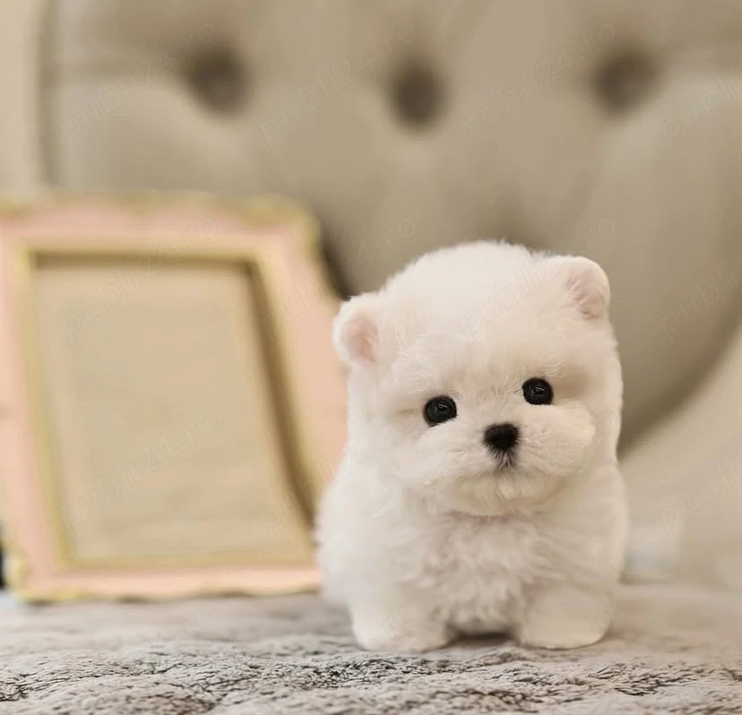 Maltipom mini toy pomeranian