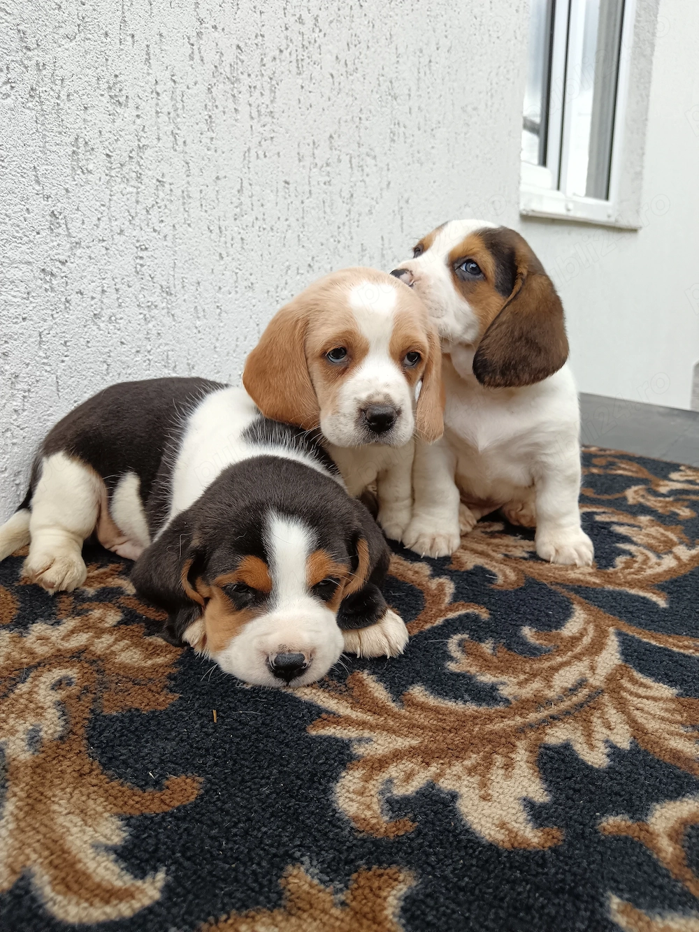 Beagle tricolor  tricolor
