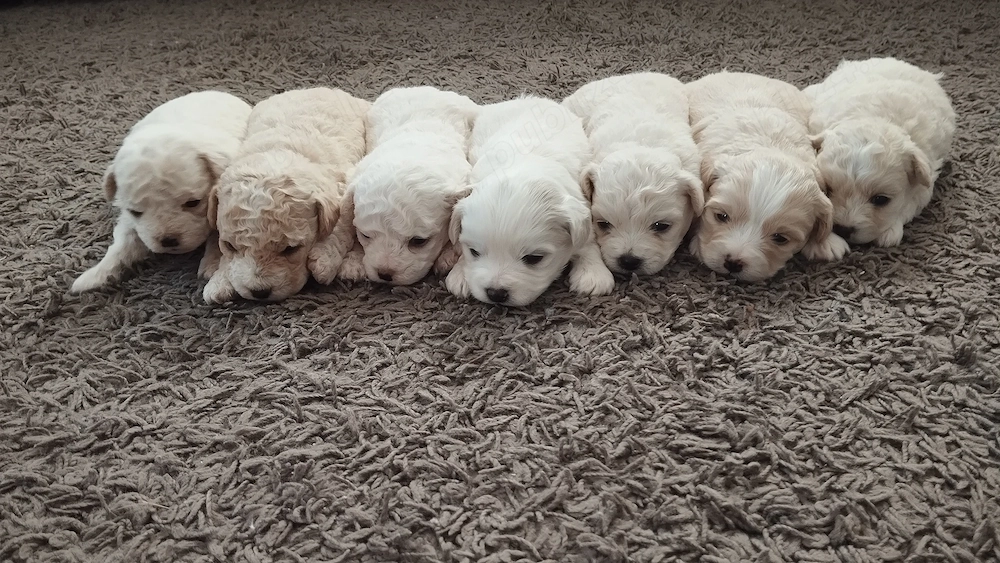 Bichon frise  maltez 