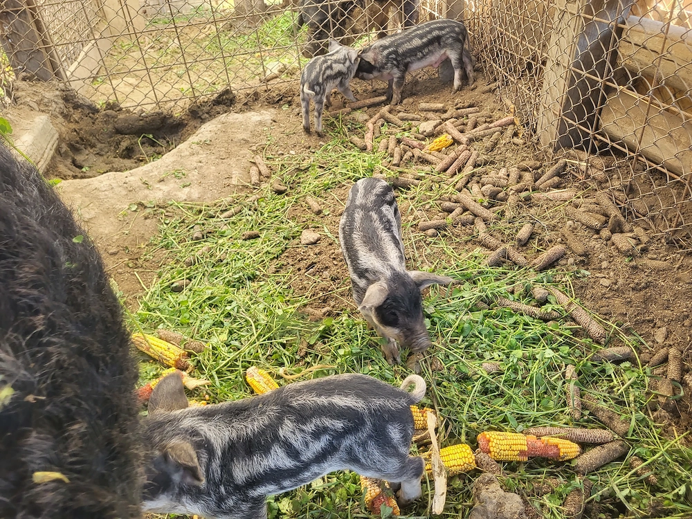 Vând purcei de 6 săptămâni Mangalița neagră 
