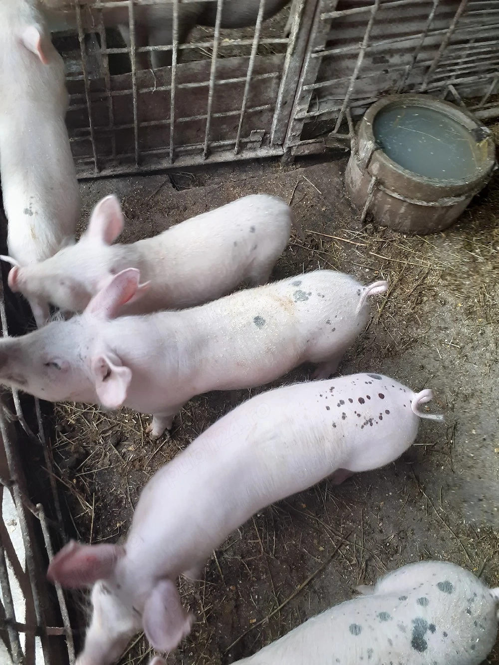 Purcei de vânzare