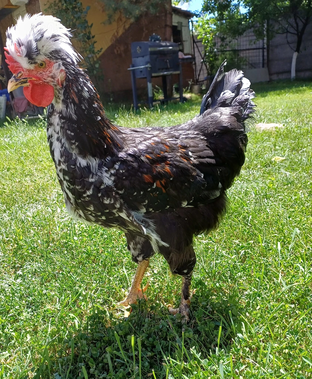 Cocosi de vanzare