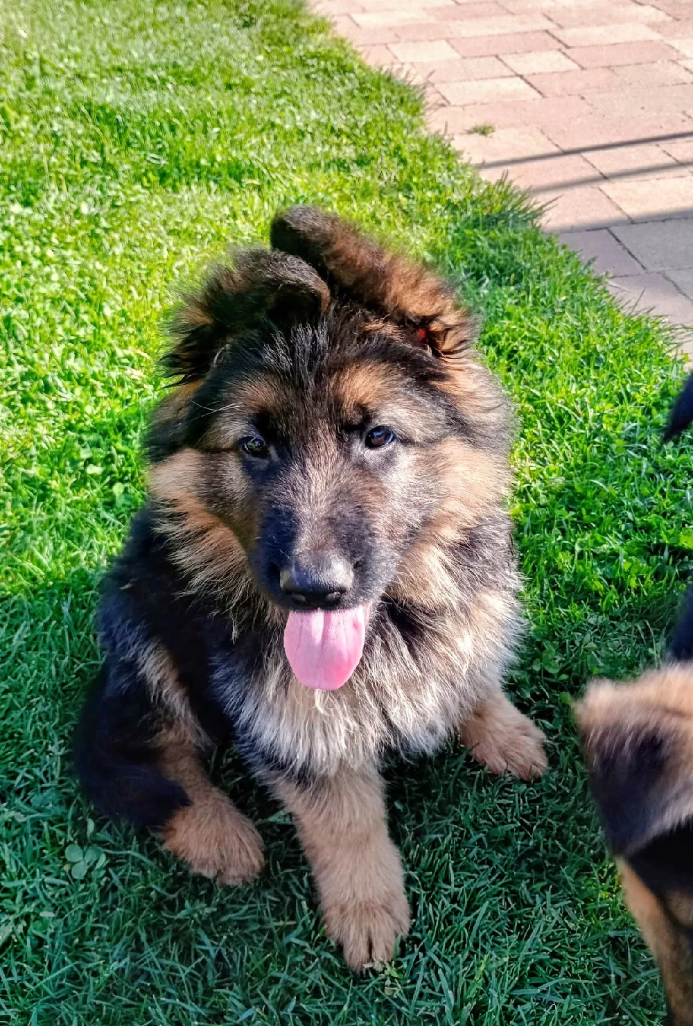 Catei Ciobanesc German