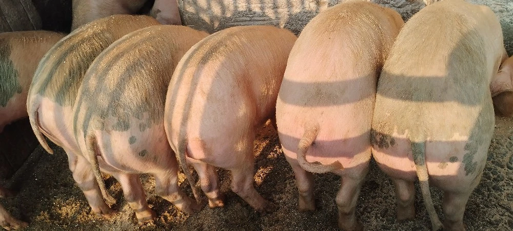 porci de vinzare