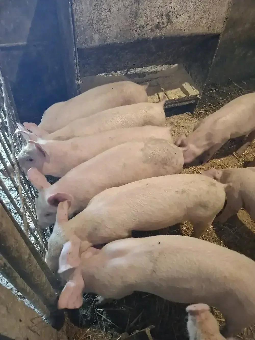 grăsuni de vânzare 