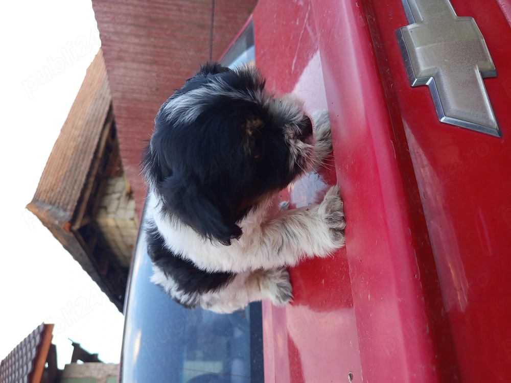 Bichon havanes  8 saptamani 