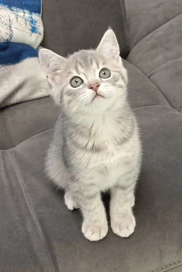 Pisici British Shorthair, Blue Silver Tabby și Alb cu gri Colorpoint, de 2 luni jumătate 