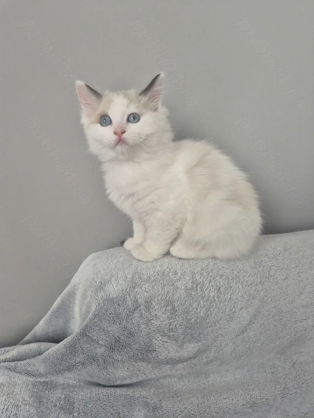 Ragdoll Bicolor superb