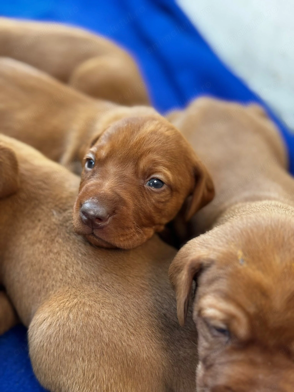 Vand pui Vizsla Maghiar de rasa pura 