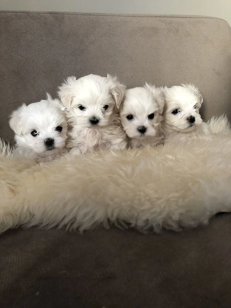 Puiuti Bichoni Maltese talie mica