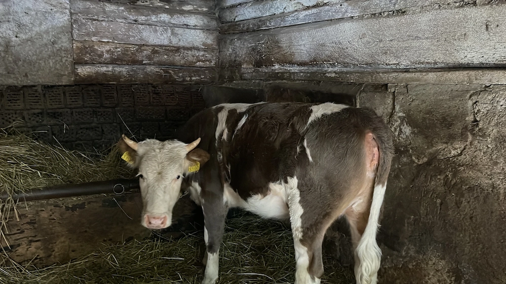 Vitea 270kg de vanzare 