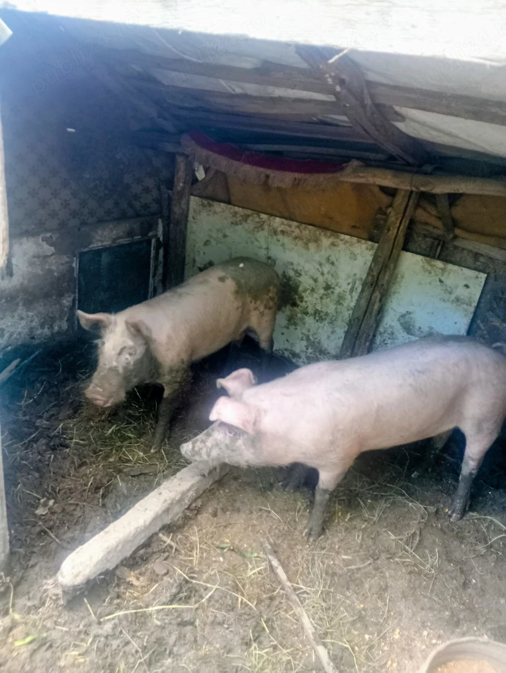 Porci crescuti in gospodarie