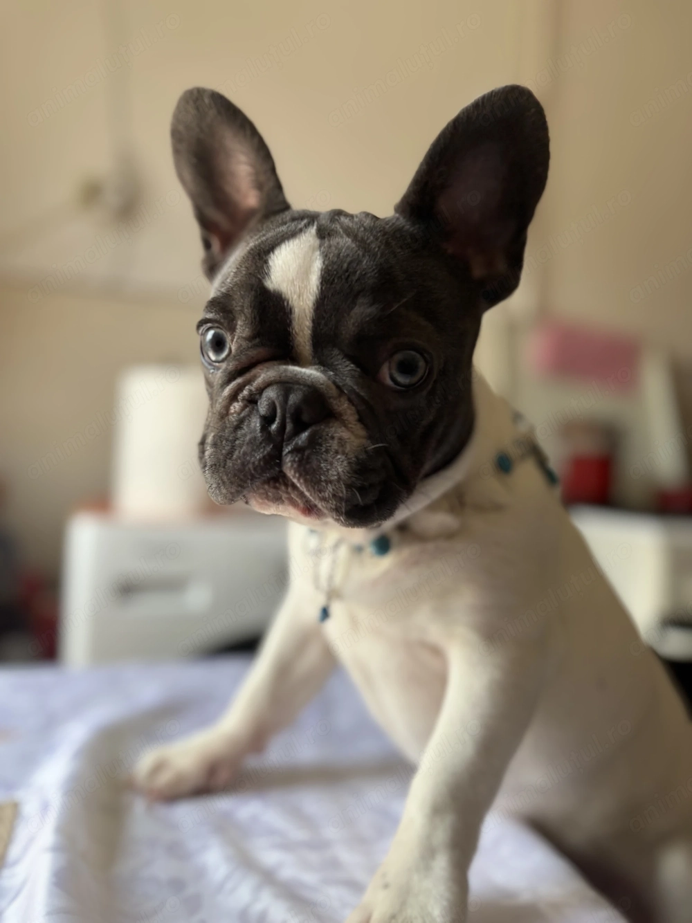 Buldog francez de vanzare