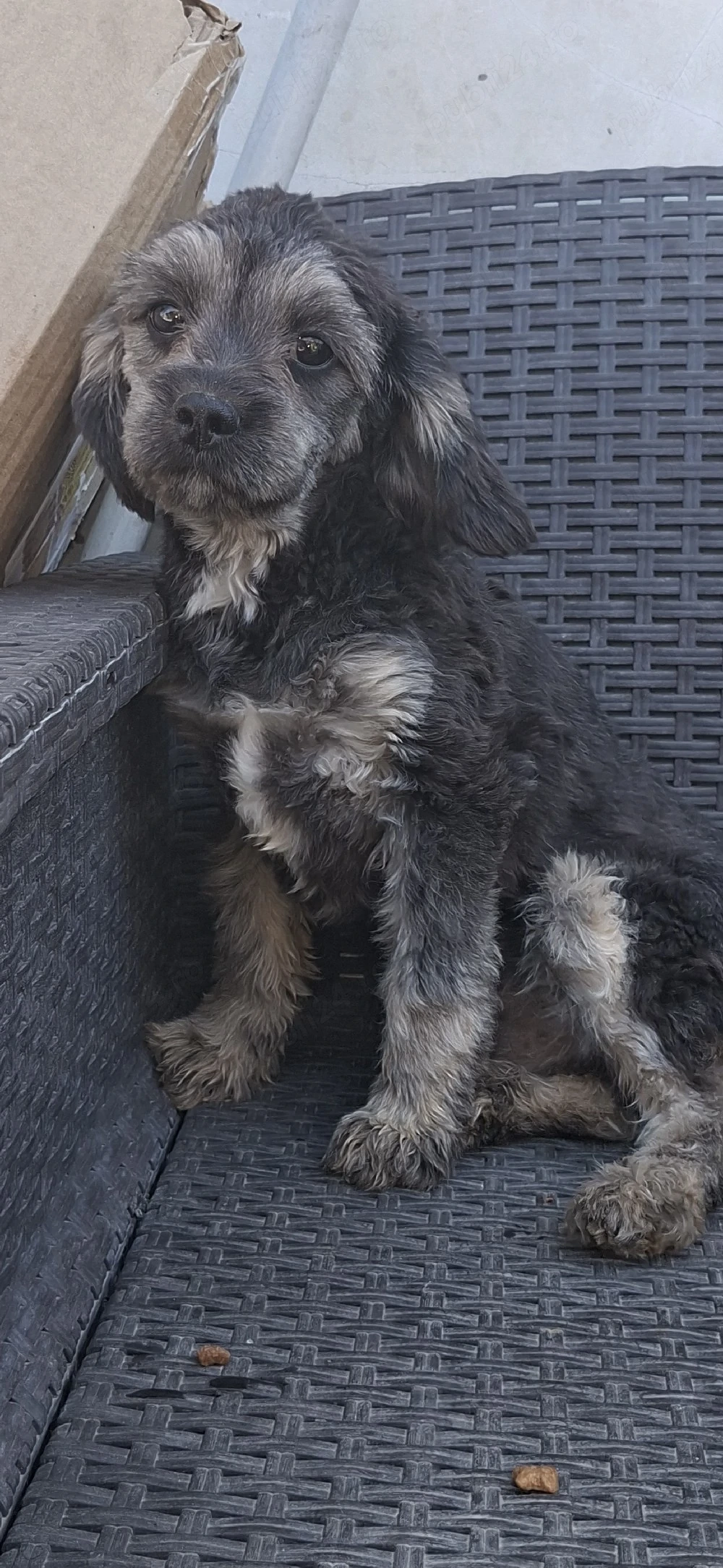 Cavapoo f1