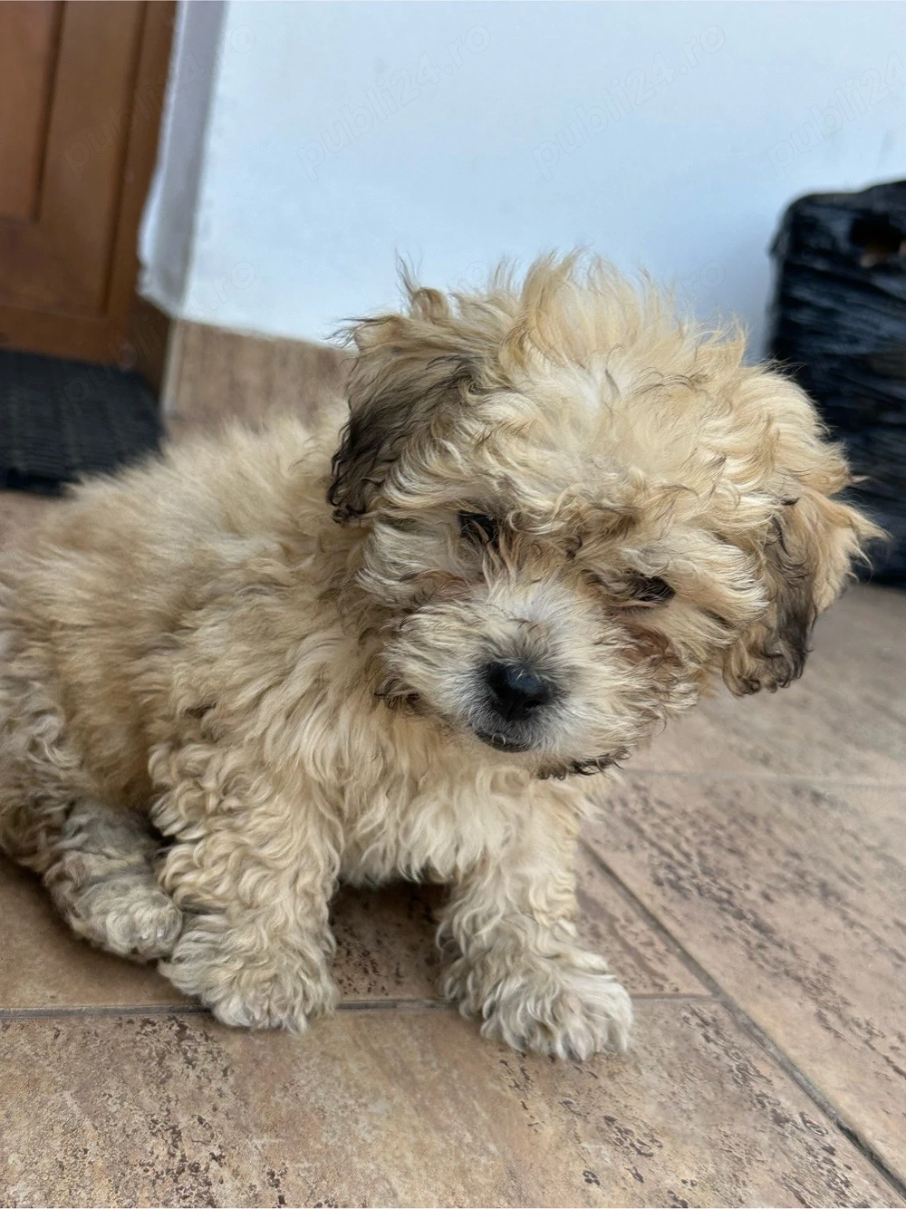 Catel Bichon