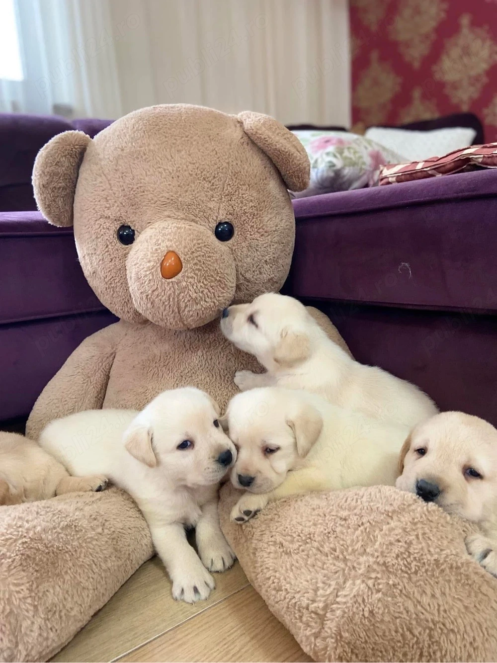Labrador Retriever 