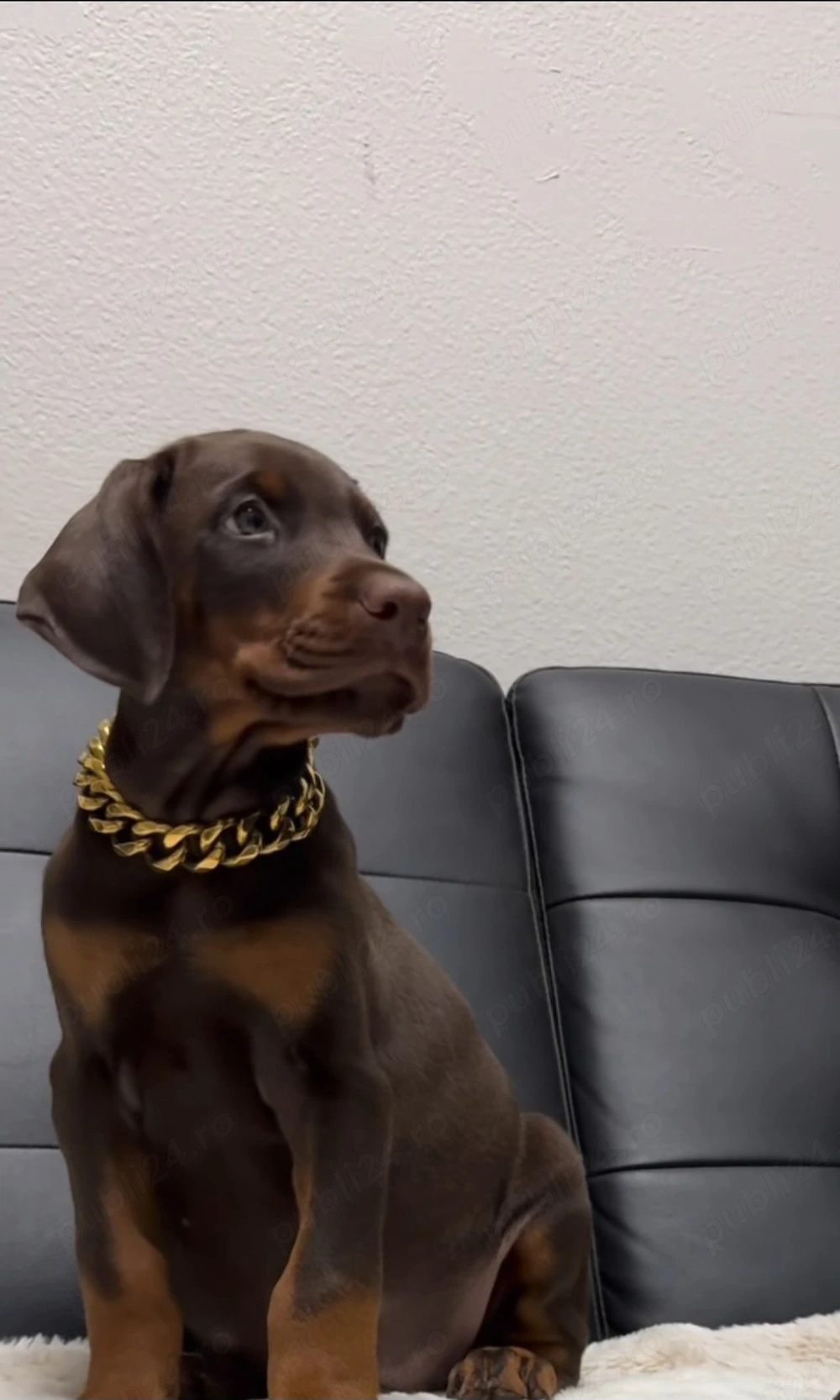 Pui doberman deosebit