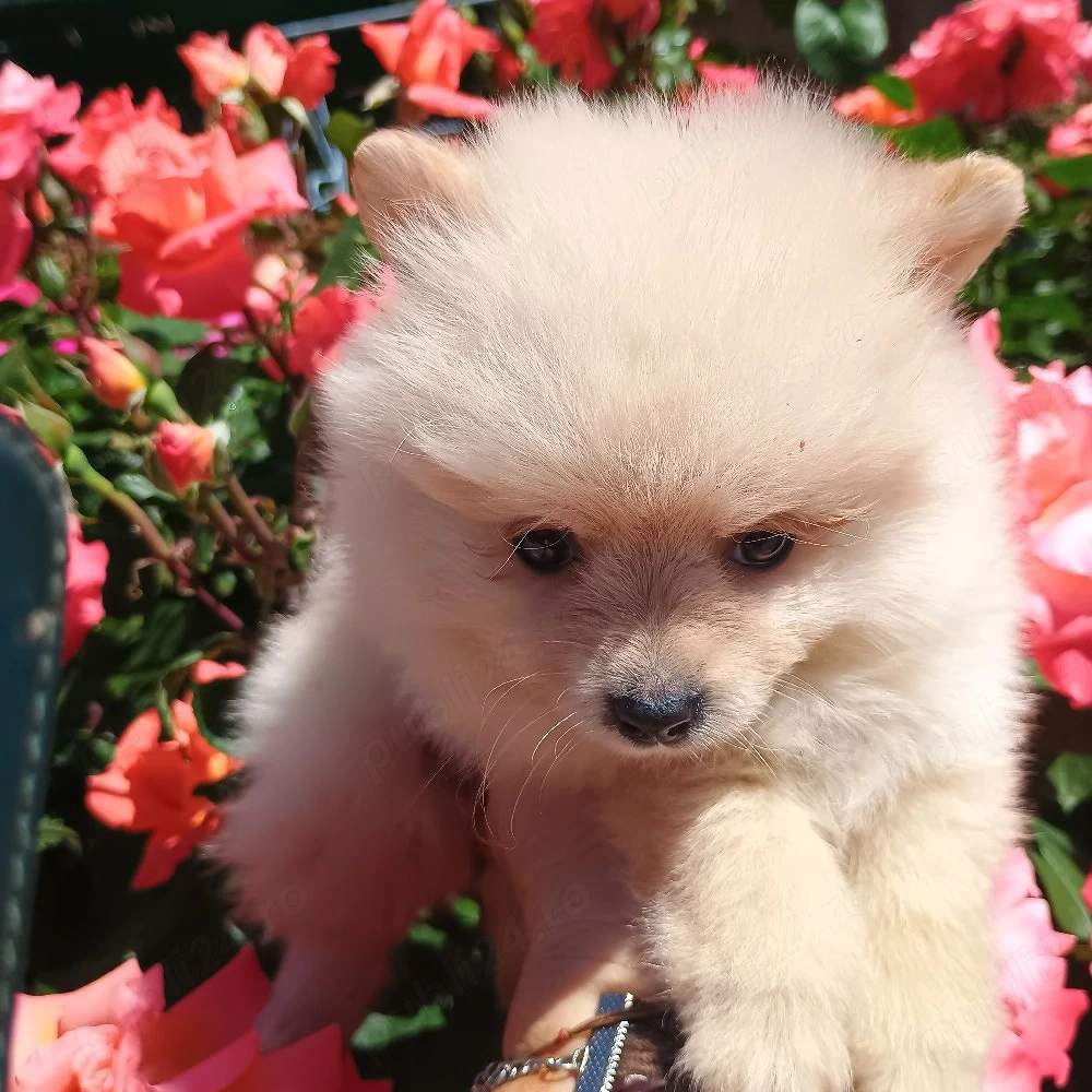Catelusi Pomeranian Mini Toy