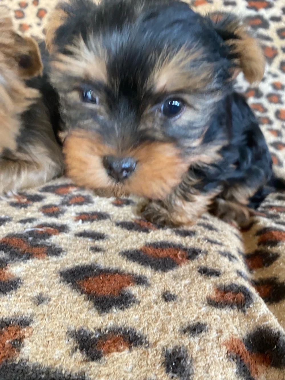 yorkshire terrier7   8 saptamani ,baietel