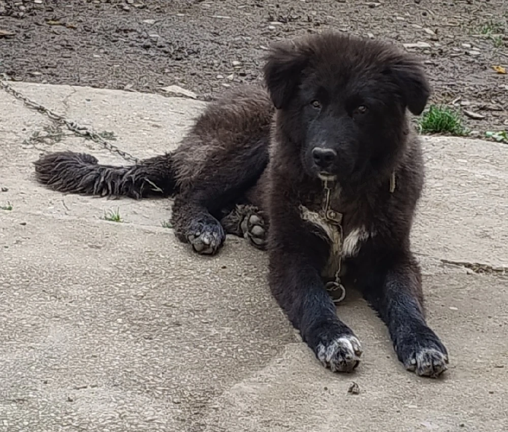 Pui Caine Ciobanesc Corb 6 luni